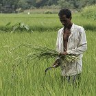 Rice farmer in Bangladesh